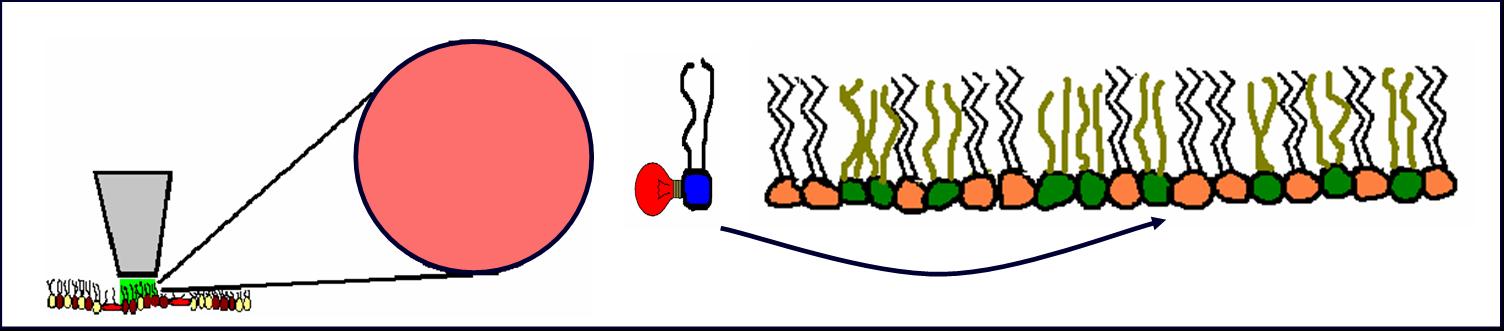 Fluorescence Microscopy