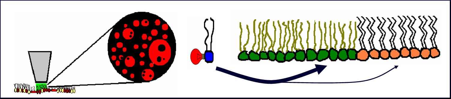 Fluorescence Microscopy