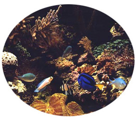 aquarium photo