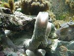 Sponge growth in reef tank on Nov. 12