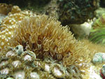 Pipe organ coral