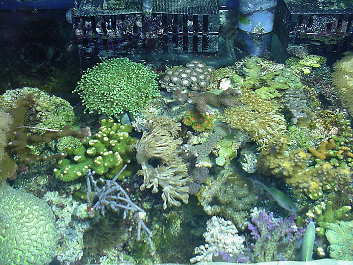 Back of reef tank, top view