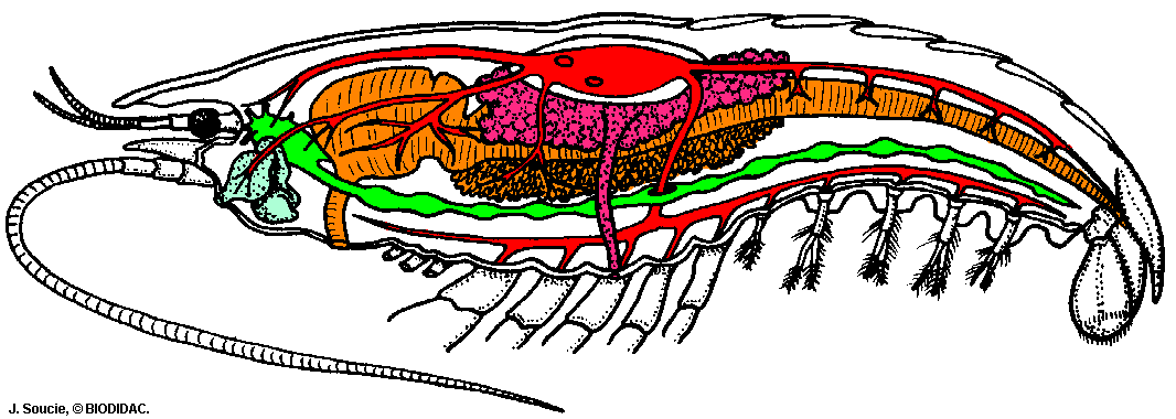 crayfish reproductive system diagram