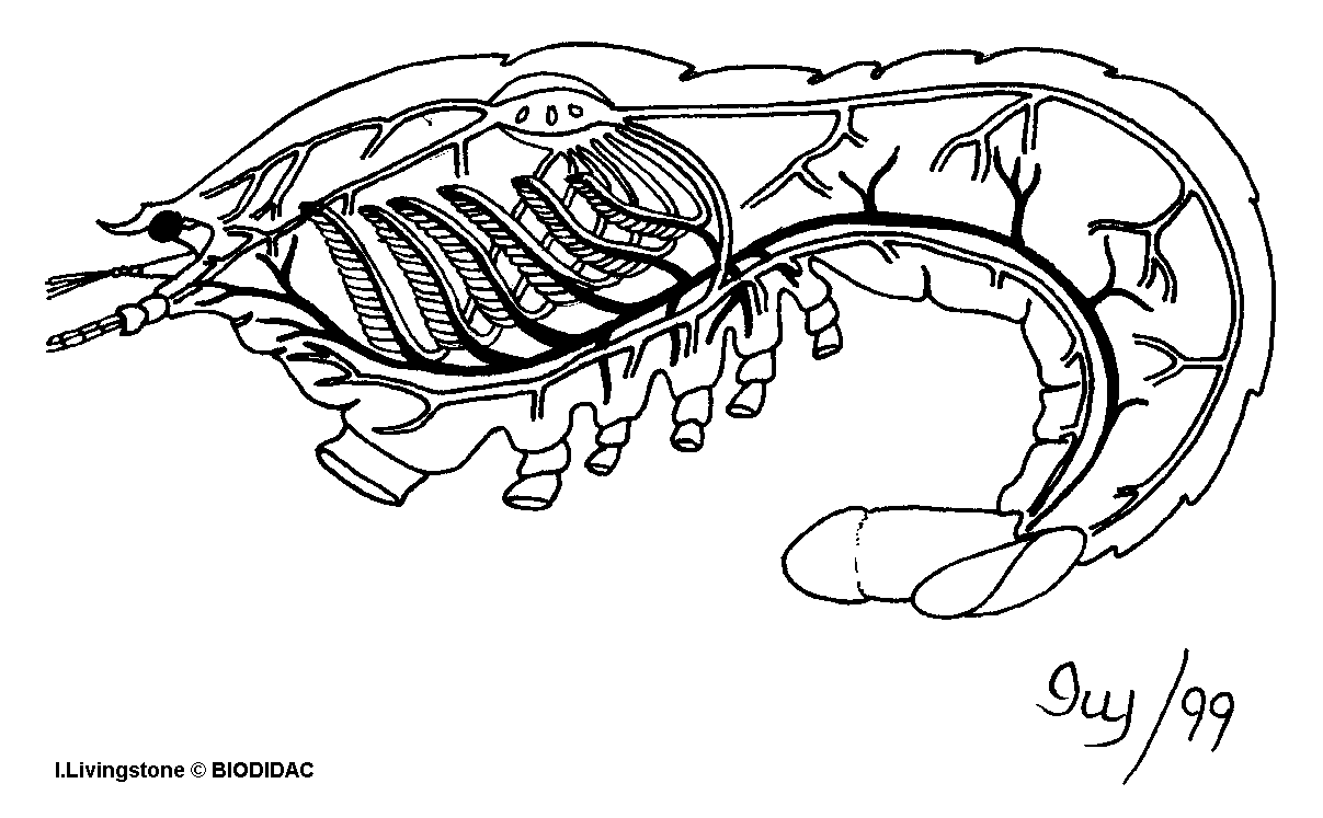 crayfish reproductive system diagram