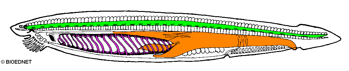 branchiostoma diagram