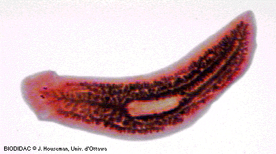 stadii larvare ale platyhelminthes
