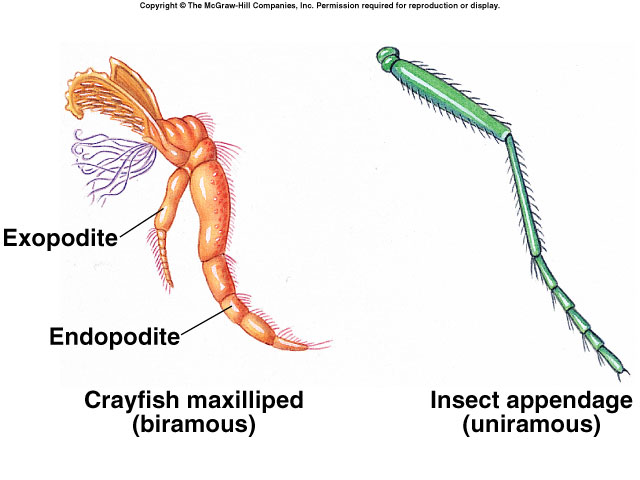 biramousanduniramous.jpg