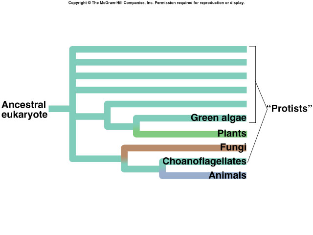 protista.jpg