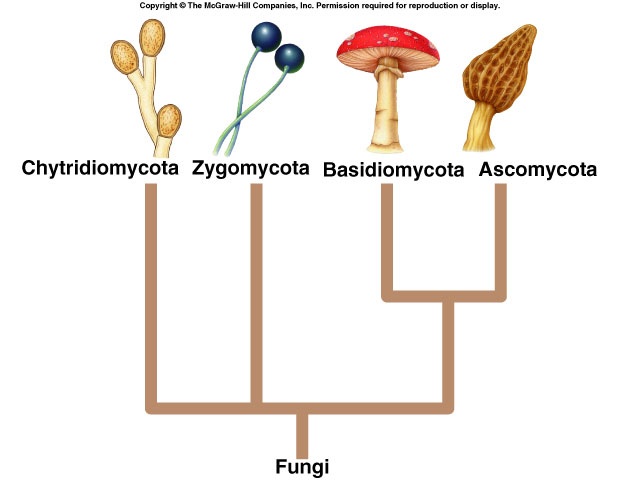 Fungi Types And Classification