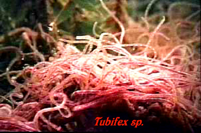 download tubificid worms