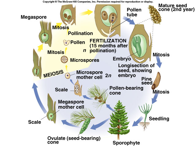 pine life cycle diagram