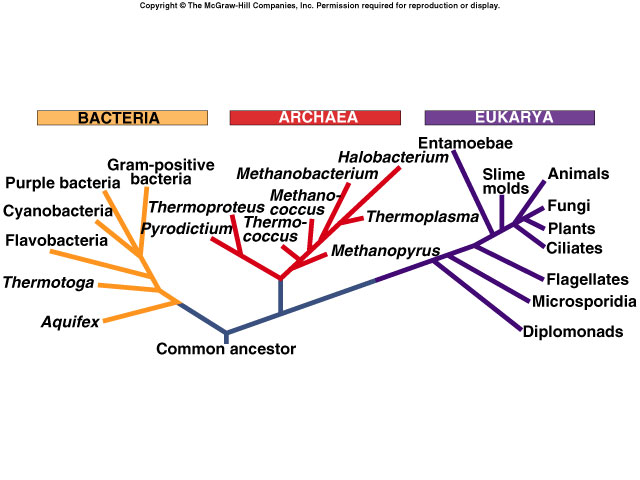 protista species live in