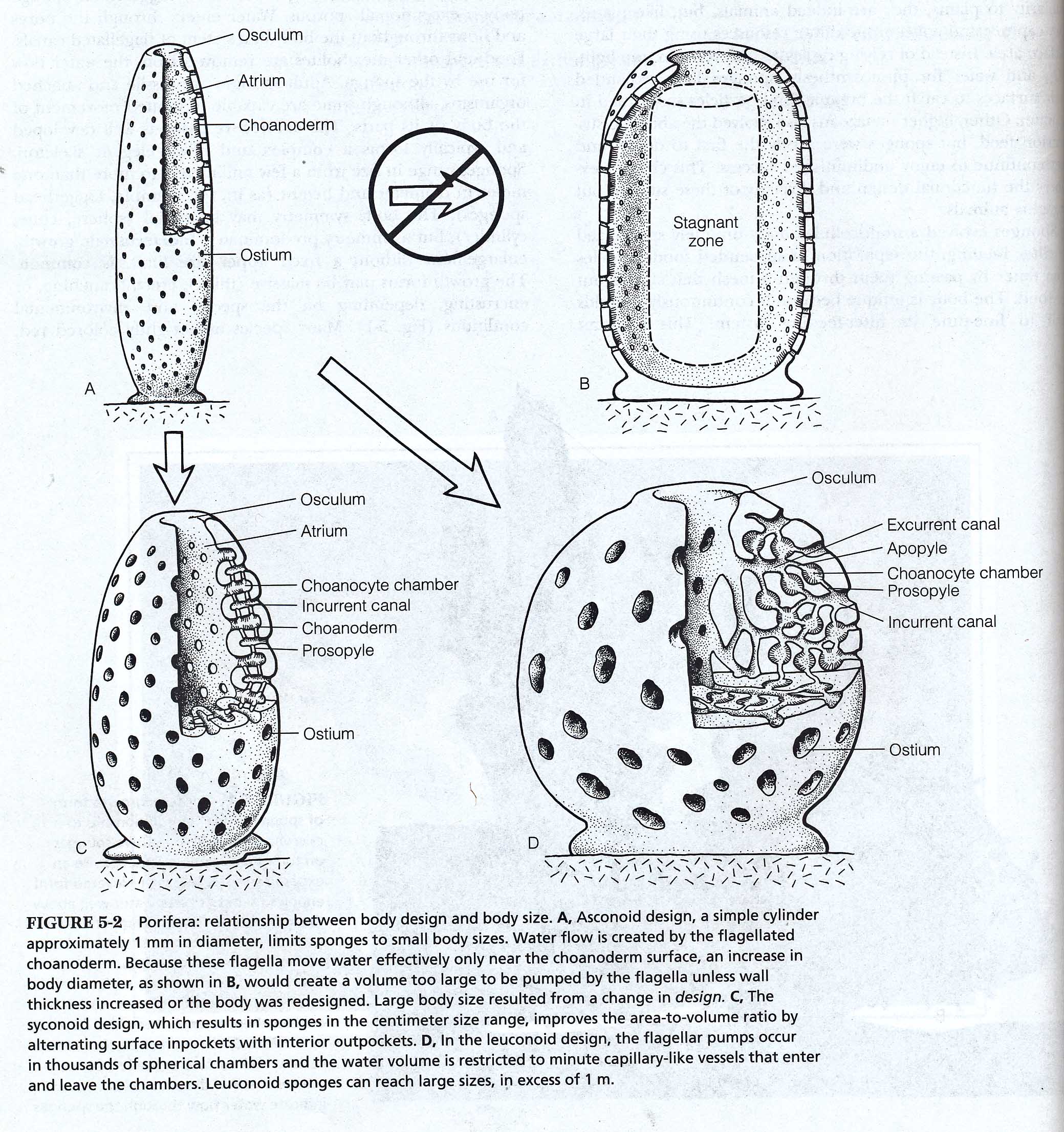 Sponge Diagrams And Photos